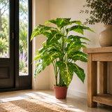 100cm Large Fox's Aglaonema (Spotted Evergreen) Tree Artificial Plant