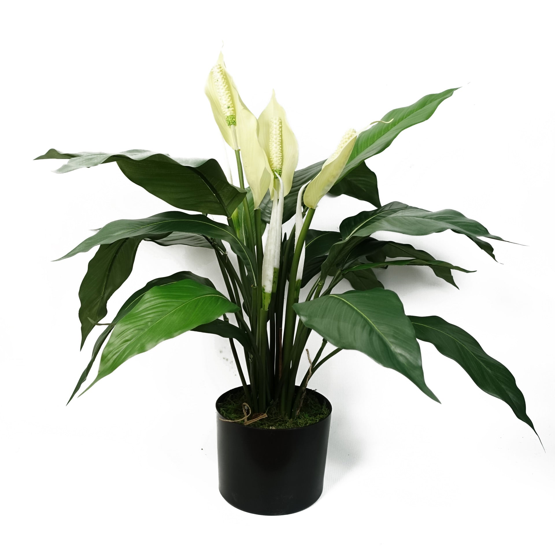 fake peace lily plant Artificial Peace Lily White Spathiphyllum