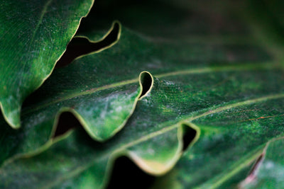 Leaf Artificial Plants and Trees
