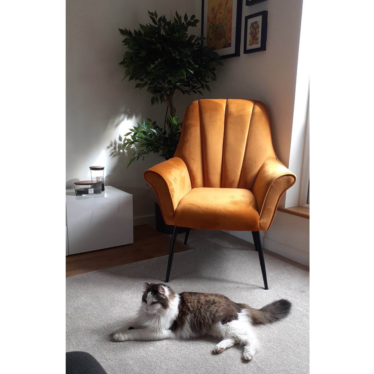 Japanese Fruticosa Tree with Cat...