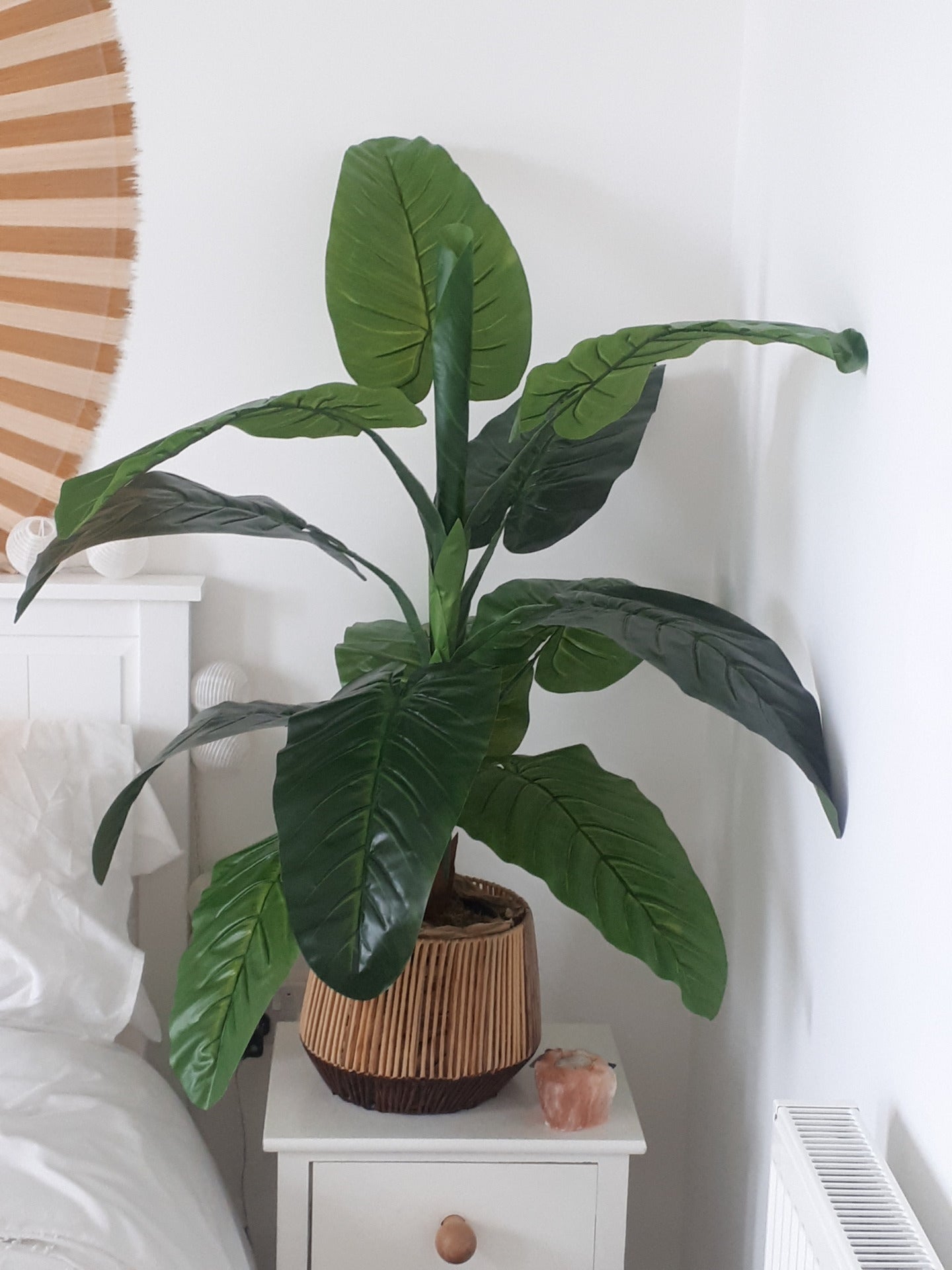 Customer Photograph – Colocasia Plant