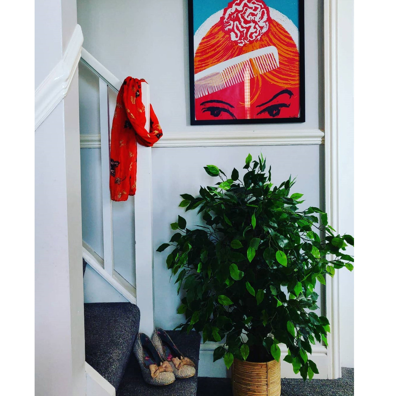 Customer Photo - Bushy Ficus Tree