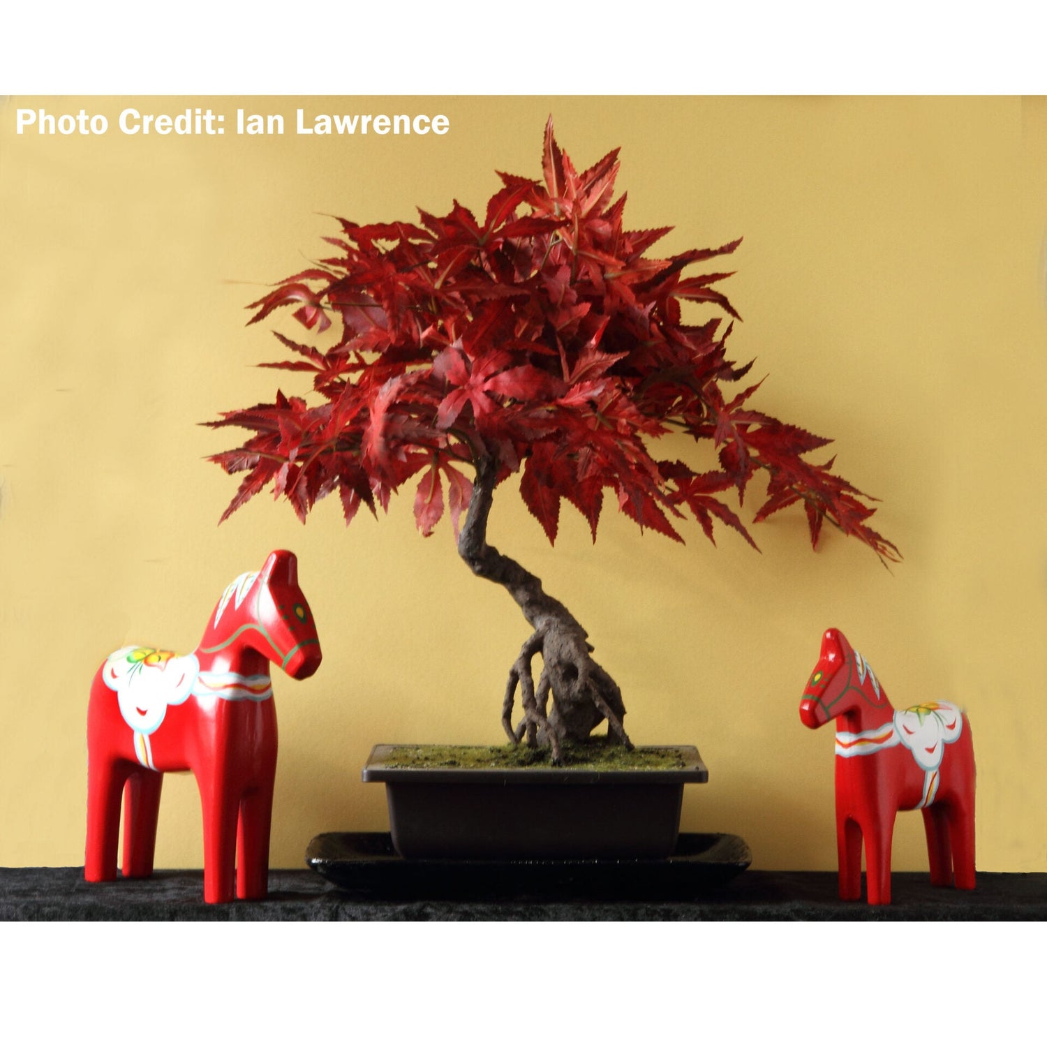 Customer Photograph - Maple Bonsai
