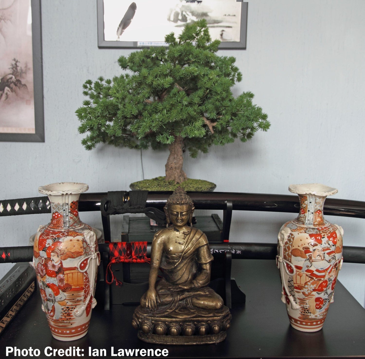 Customer Photograph - Pine Bonsai