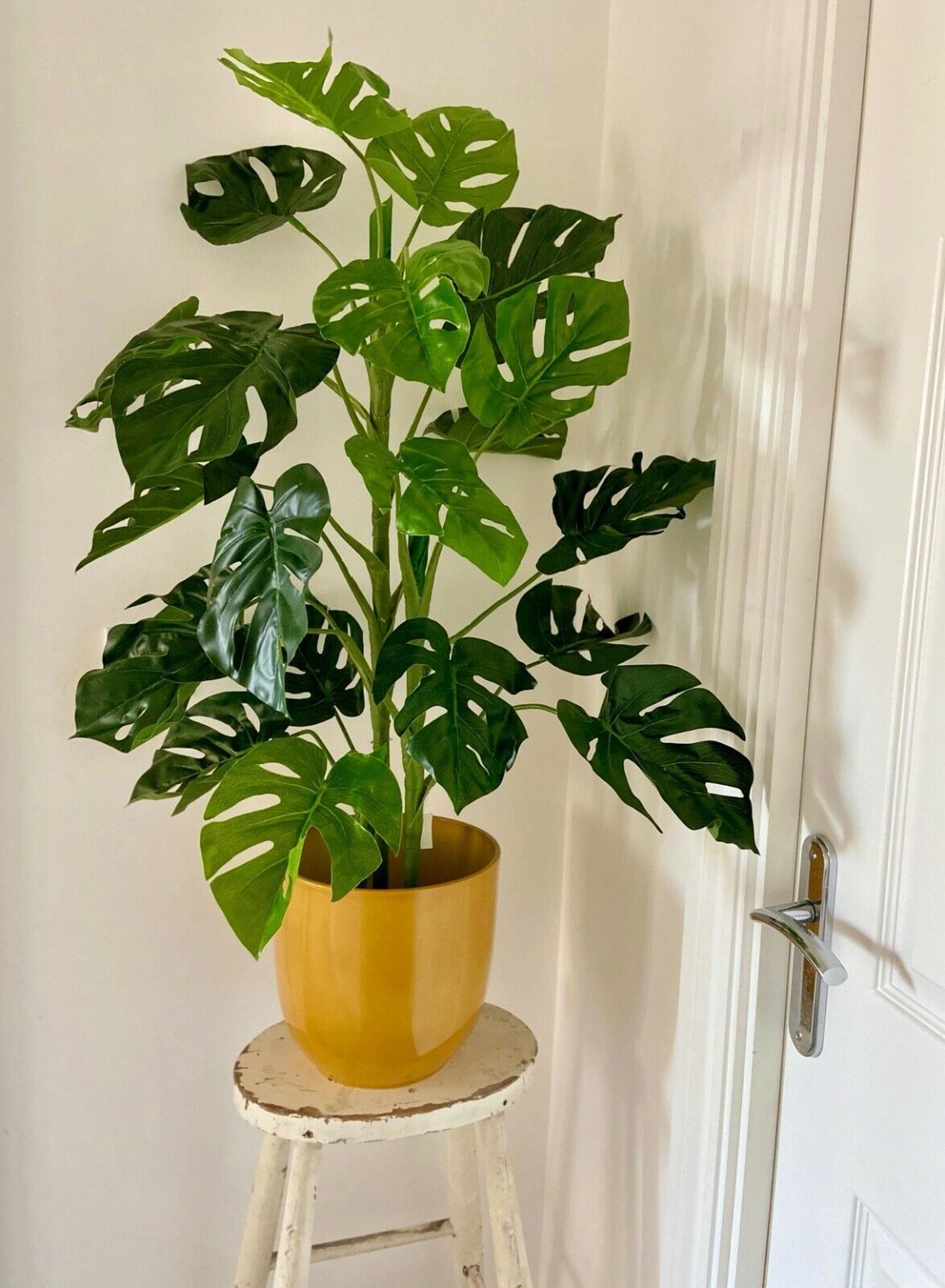 100cm Monstera Plant