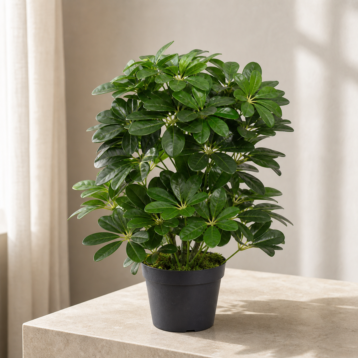 Arboricola Plants