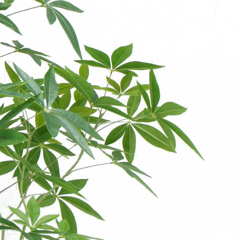 150cm Artificial Money Tree Pachira Realistic Faux Tree