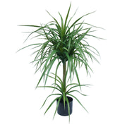 90cm Double Dracaena Plant