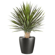 75cm Artificial Dracaena Plant
