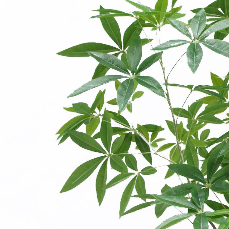 180cm Artificial Money Tree Pachira Realistic Faux Tree