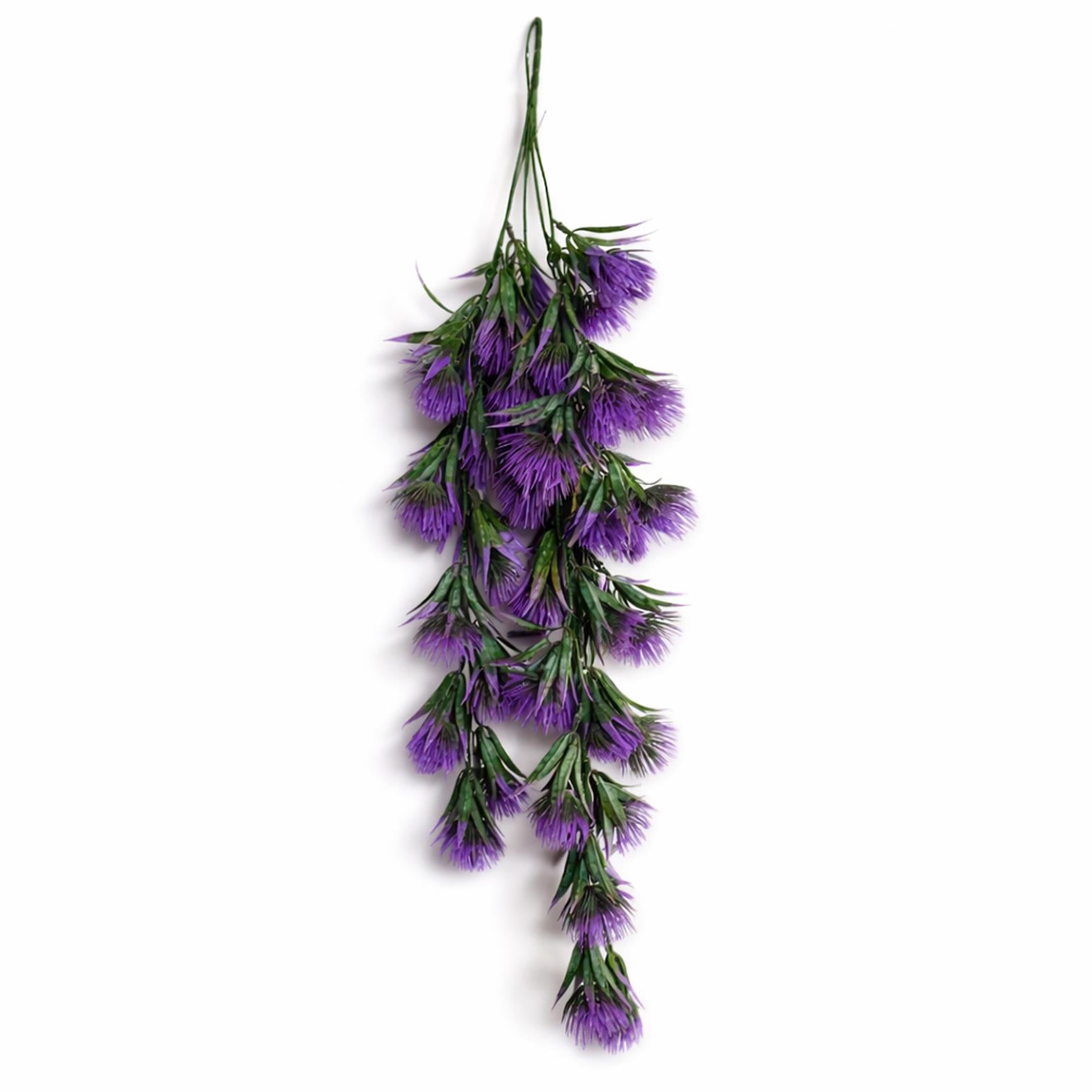 Purple thistle trailing hanging plant - Single Plant