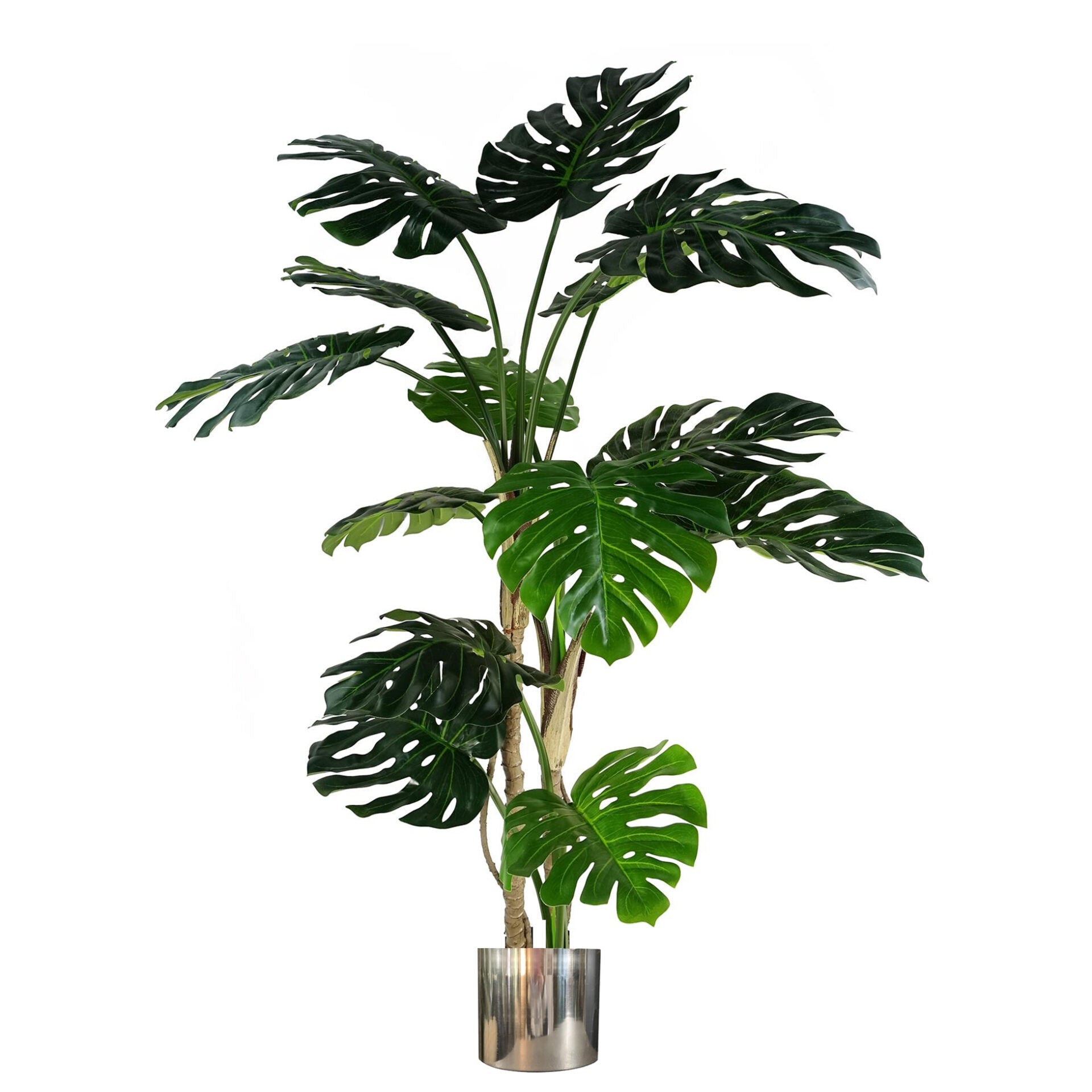 150cm (5ft) Luxury Monstera Plant Black Pot