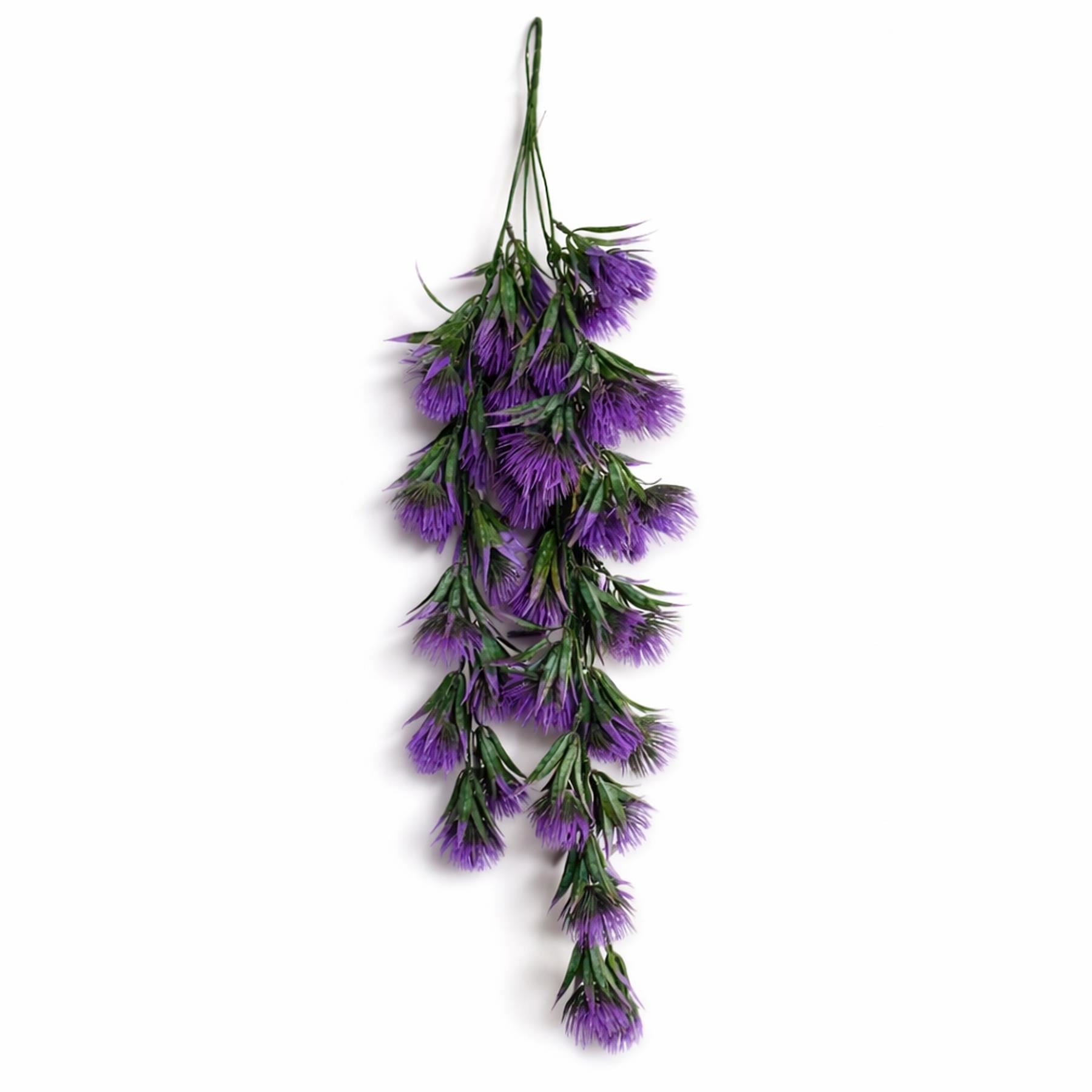 Purple thistle trailing hanging plant