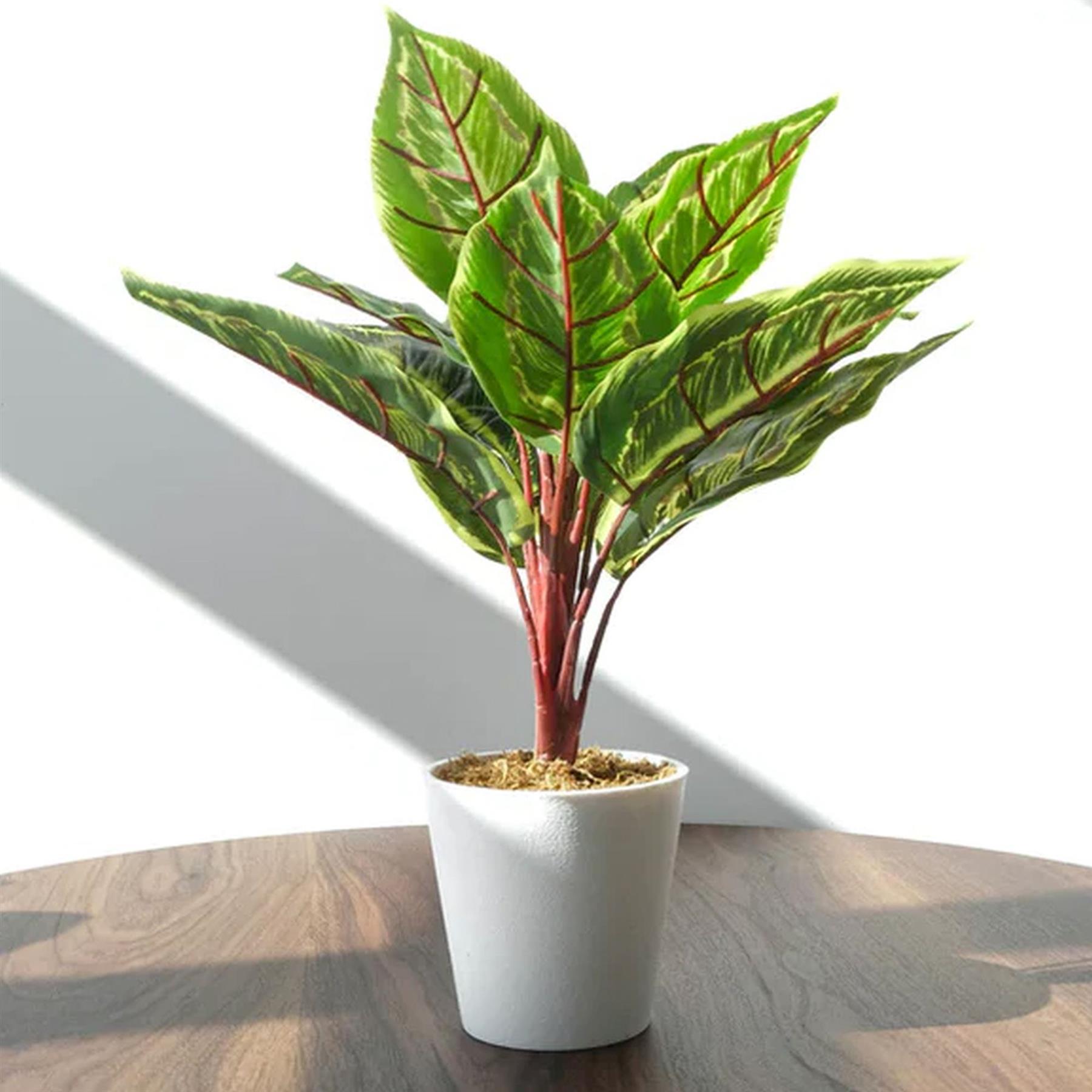 38cm Potted Artificial Calathea Veitchiane Plant