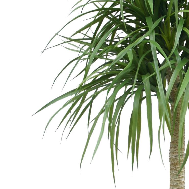 180cm Dracaena Realistic Artificial Tree