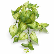 Plante artificielle de vigne Caladium panachée retombante vert clair 25 cm