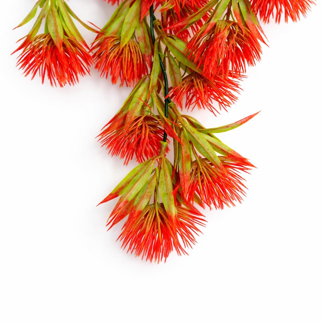 Red thistle trailing hanging plant