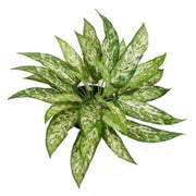 45cm Feuerhemmender Künstlicher Aglaonema Busch