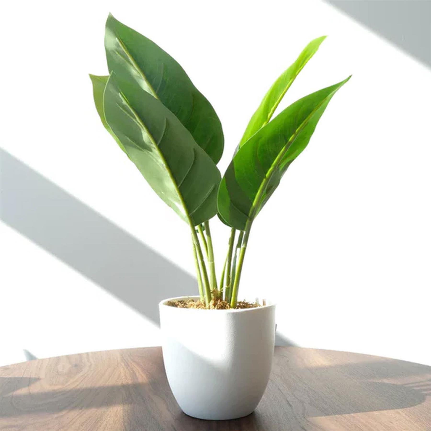 45cm Artificial Aureum Plant
