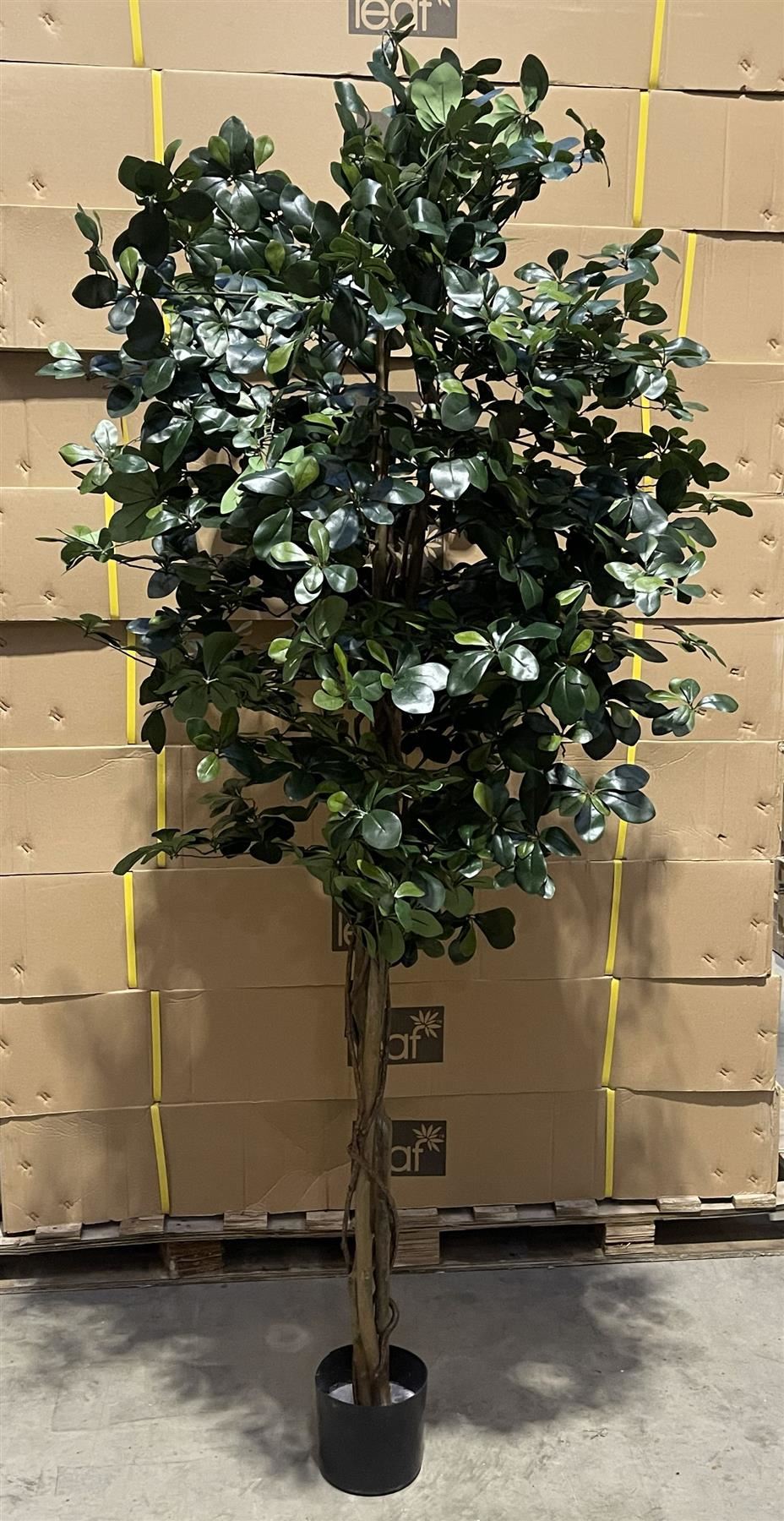 180cm künstlicher flammhemmender schwarzer Olivenbaum mit 2925 Blättern und Naturstamm