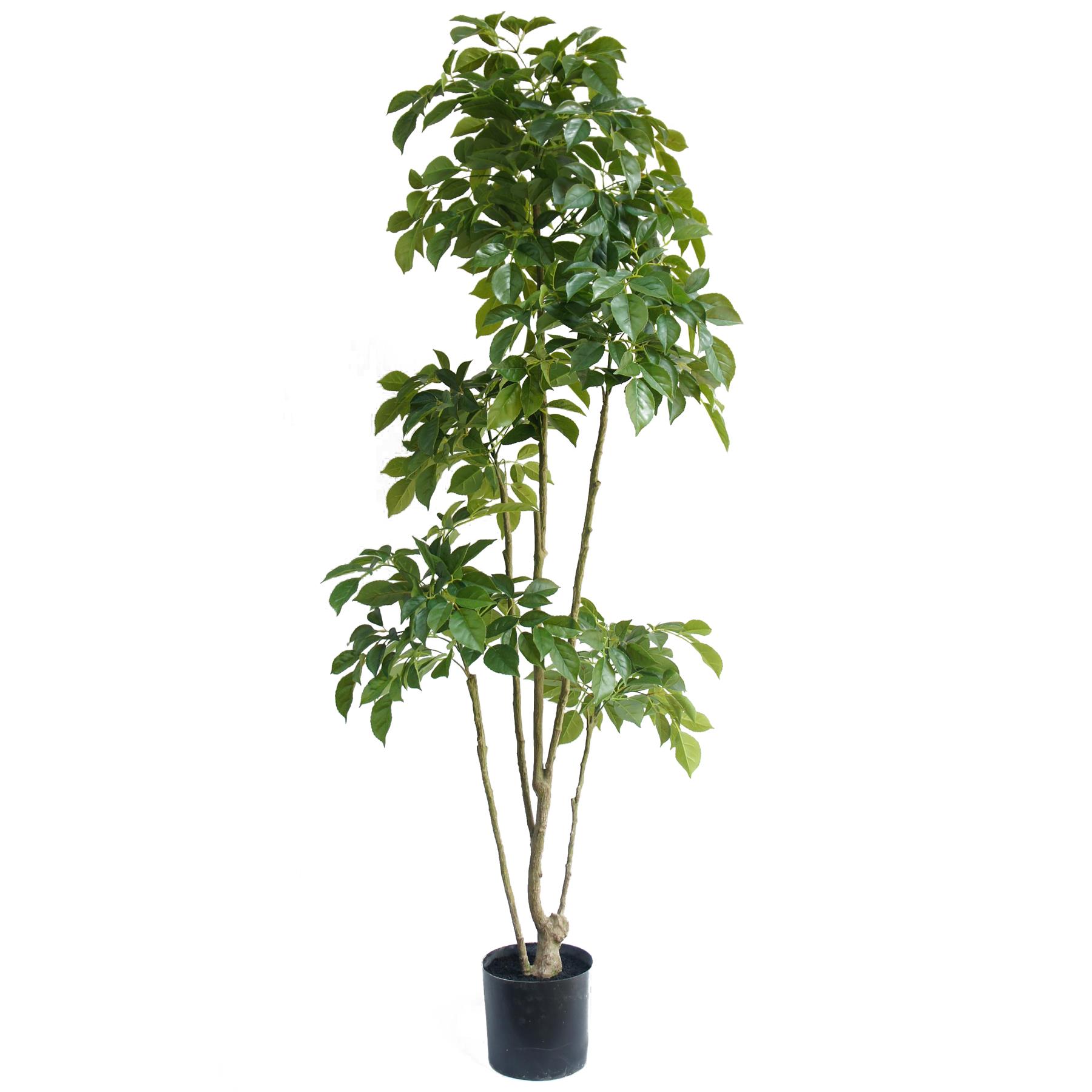 180cm Radermachera Realistic Artificial Tree