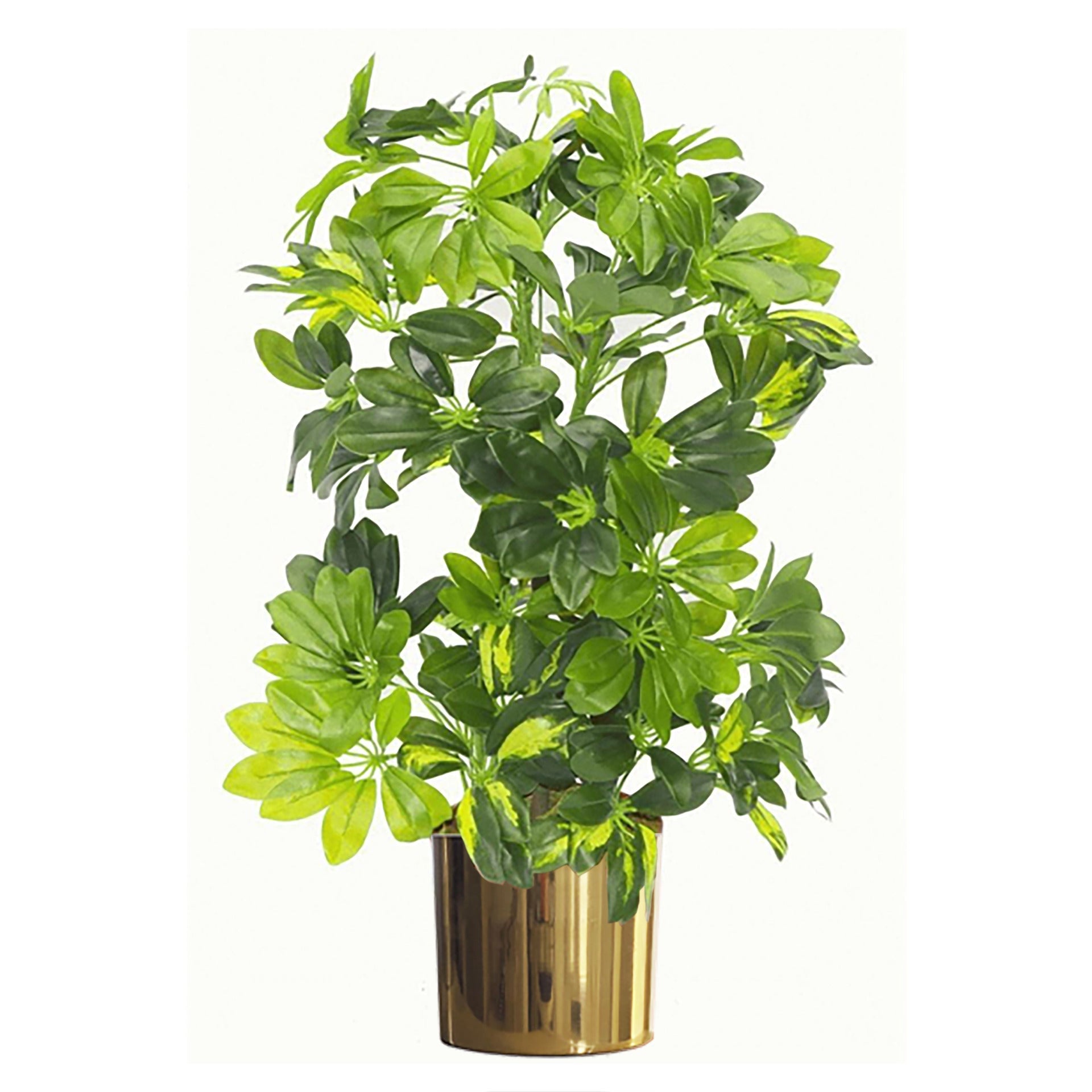 75cm Artificial Arboricola Gold Capella Plant
