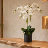 60cm Artificial Luxury Orchid - Triple Stem - White Realistic Plant