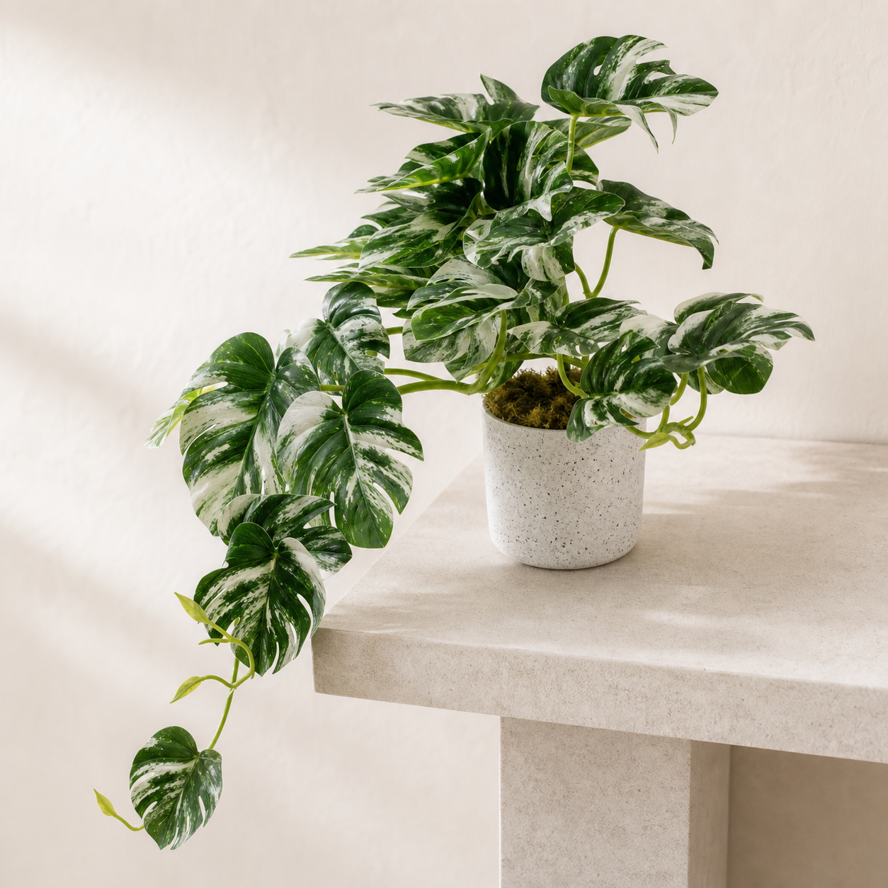 30 cm künstliche, panaschierte, grüne Monstera Hängepflanze im Topf