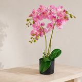60cm Artificial Luxury Orchid -Triple Stem - Pink Realistic Plant