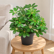 55cm Green Artificial Schefflera Arboricola Plant