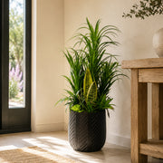 100cm Artificial Yucca Display in Pot