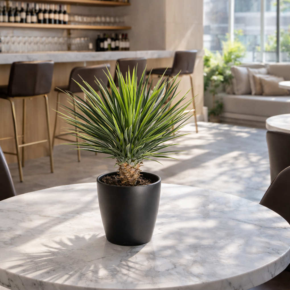 75cm Artificial Dracaena Plant