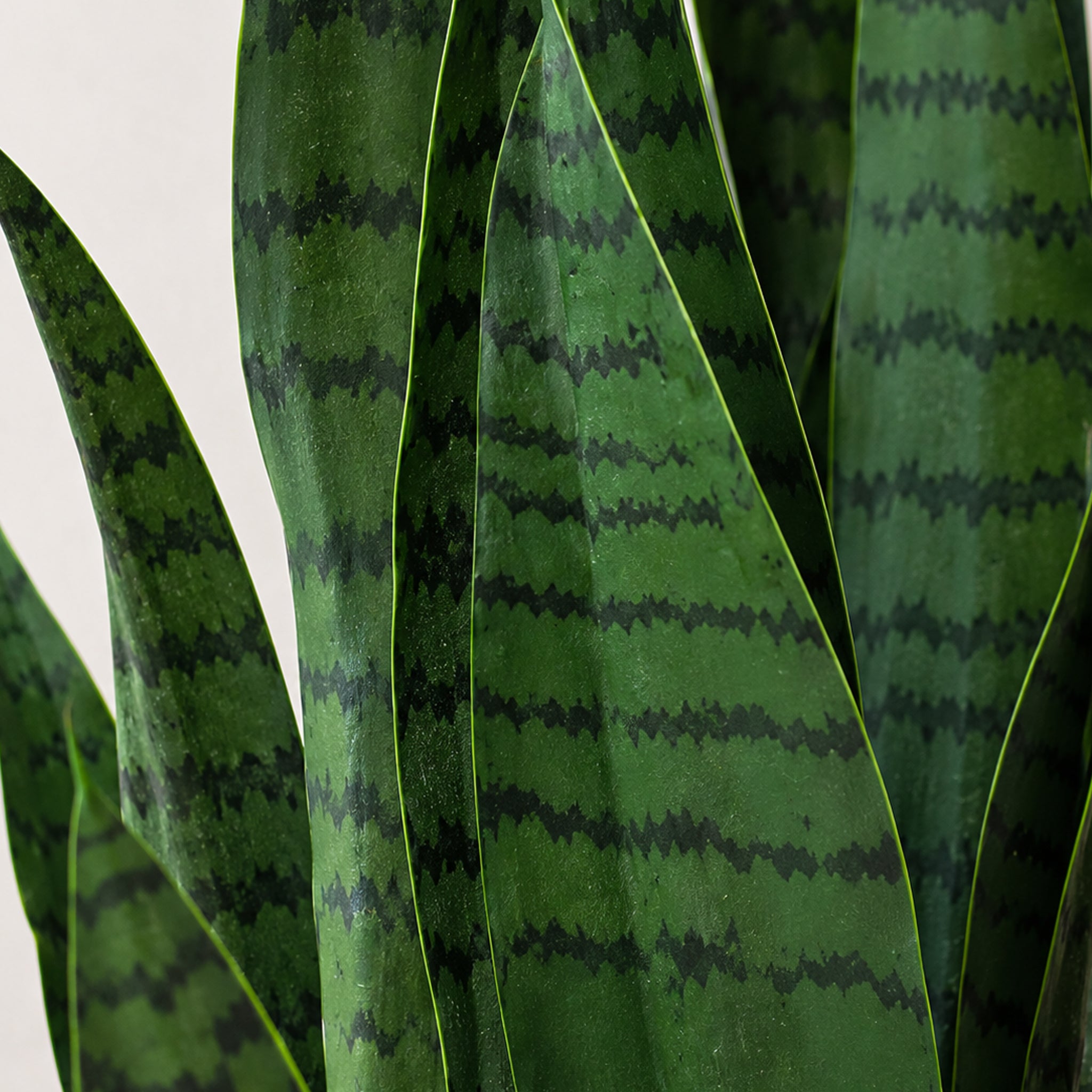 70cm Künstliche Sansevieria Dunkelgrün