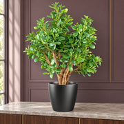 70cm Artificial Deluxe Jade Plant