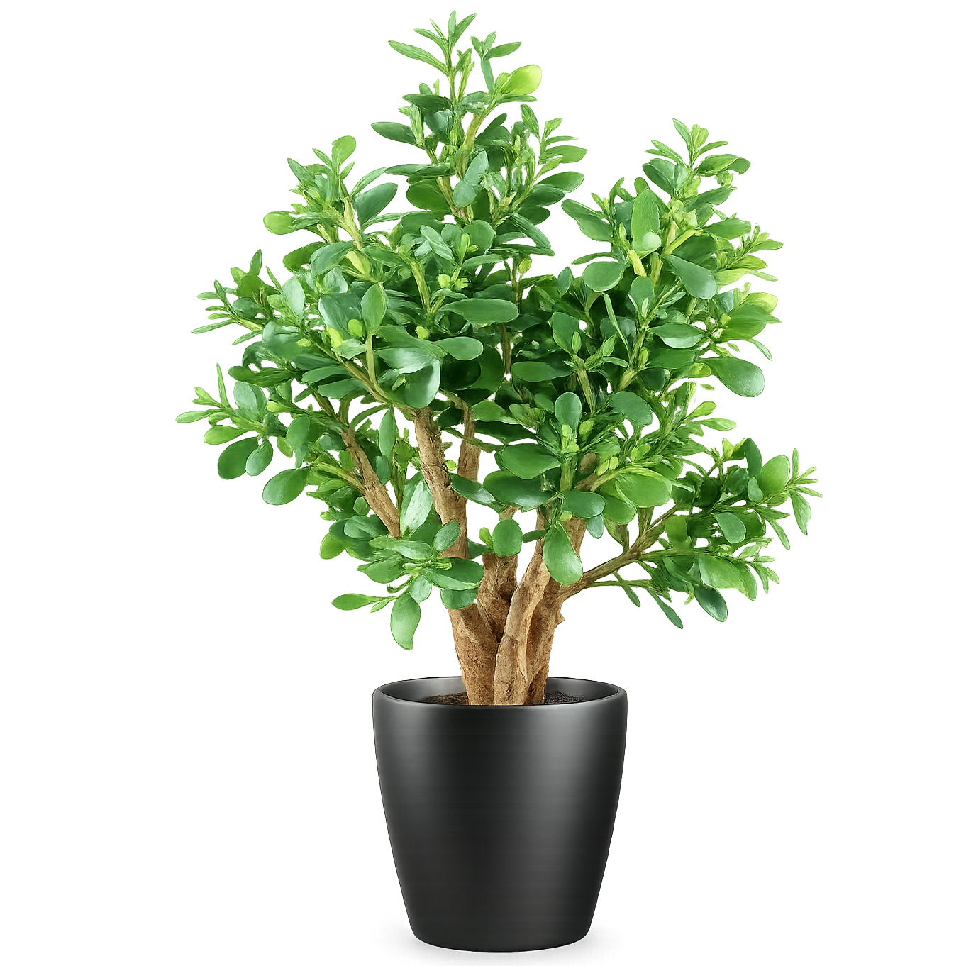70cm Artificial Deluxe Jade Plant