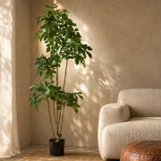 180cm Radermachera Realistic Artificial Tree