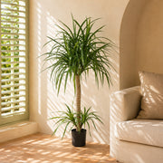 90cm Artificial Double Dracaena Plant