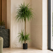 180cm Dracaena Realistic Artificial Tree