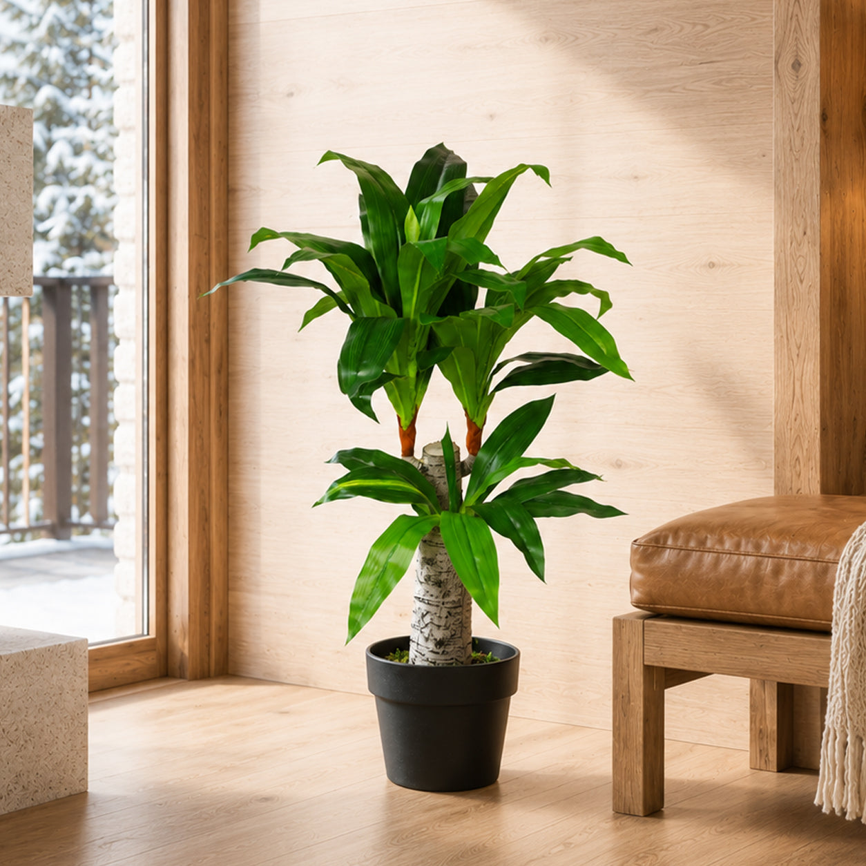 75cm Artificial Dracaena Plant - Wide Trunk Triple Branch Large