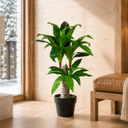 75cm Artificial Dracaena Plant - Wide Trunk Triple Branch Large