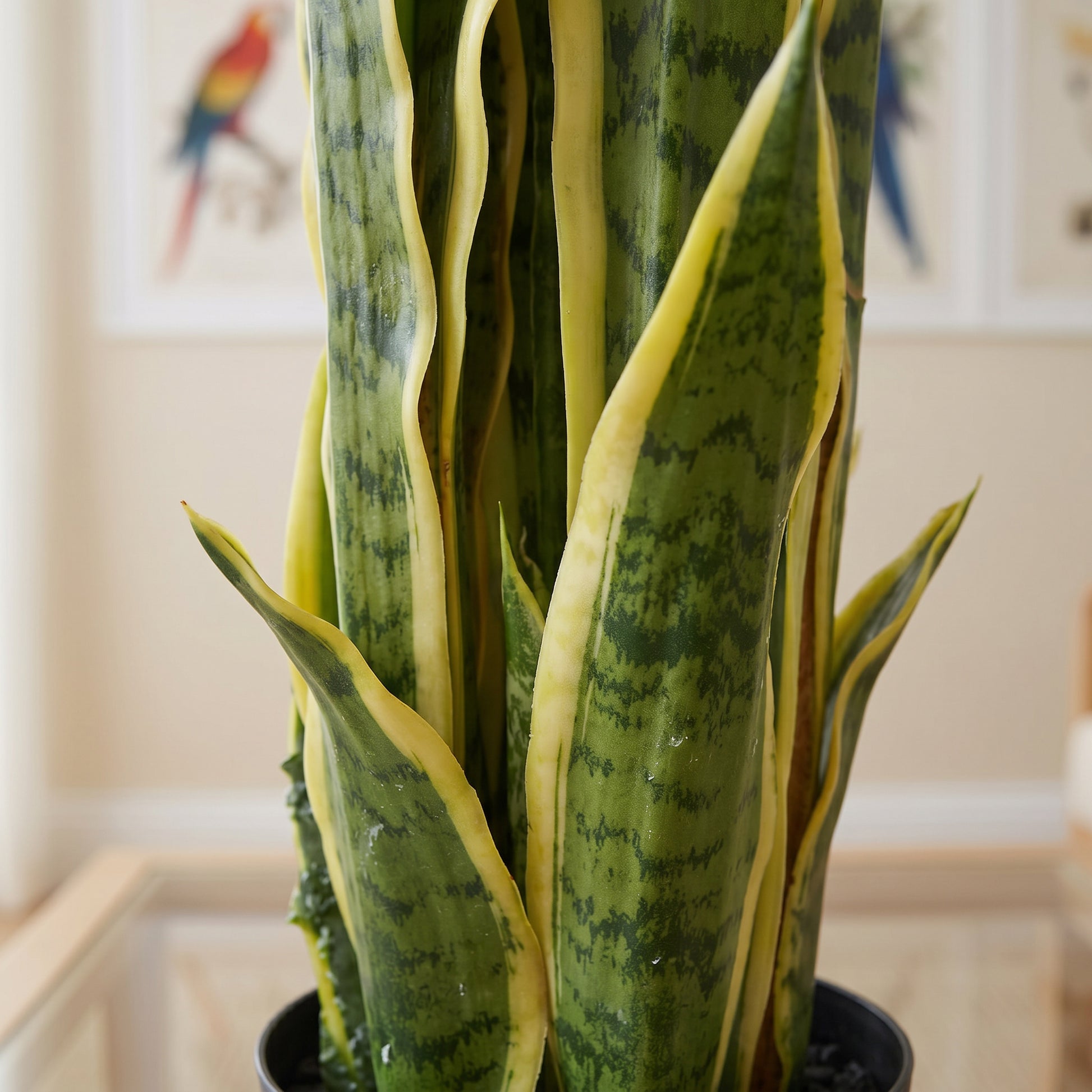 3ft snake.plant 90cm (3ft) Artificial Sansevieria Yellow Green Indoor Plant – Leaf Artificial Plants and Trees