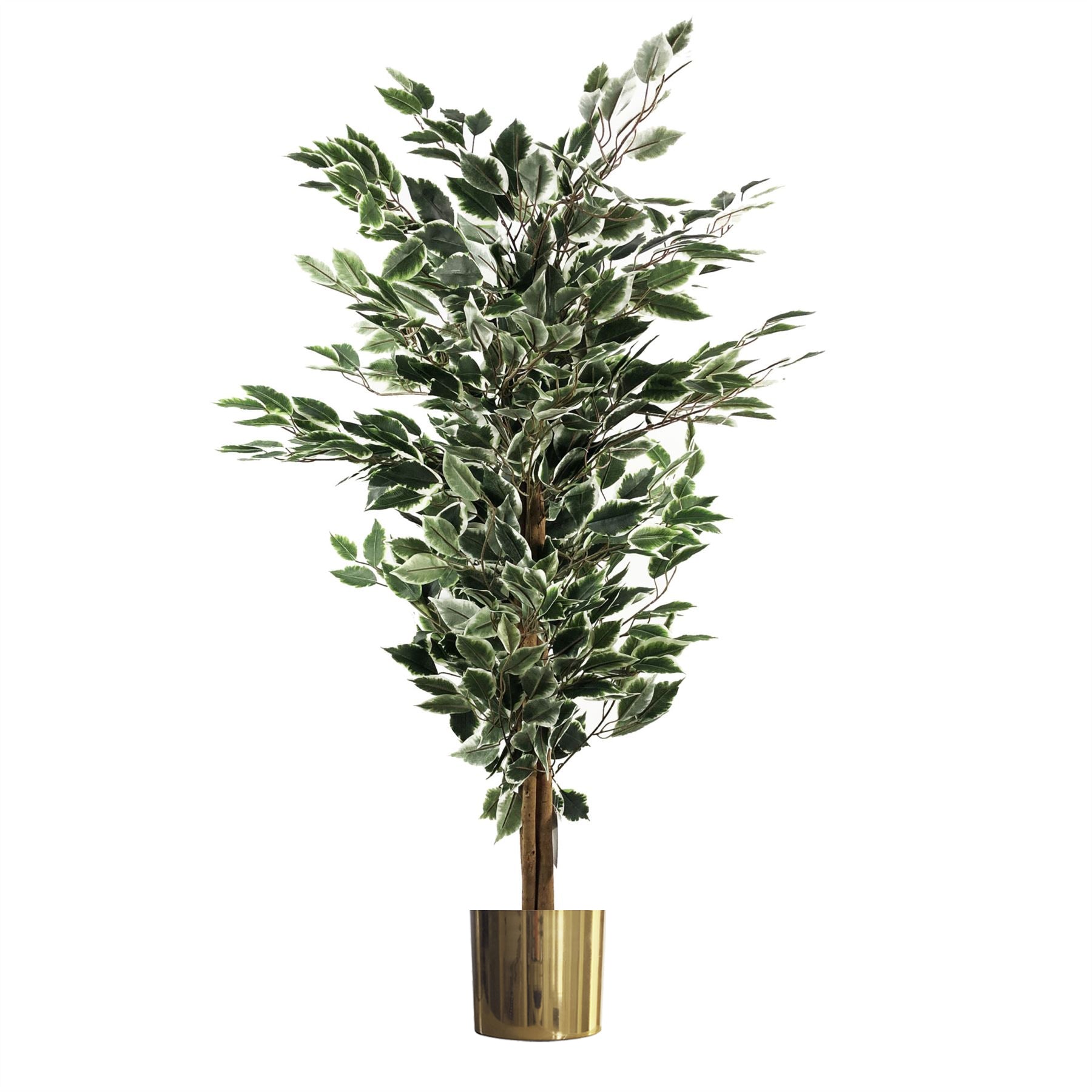 130cm Variegated White/Green Bushy Ficus Tree