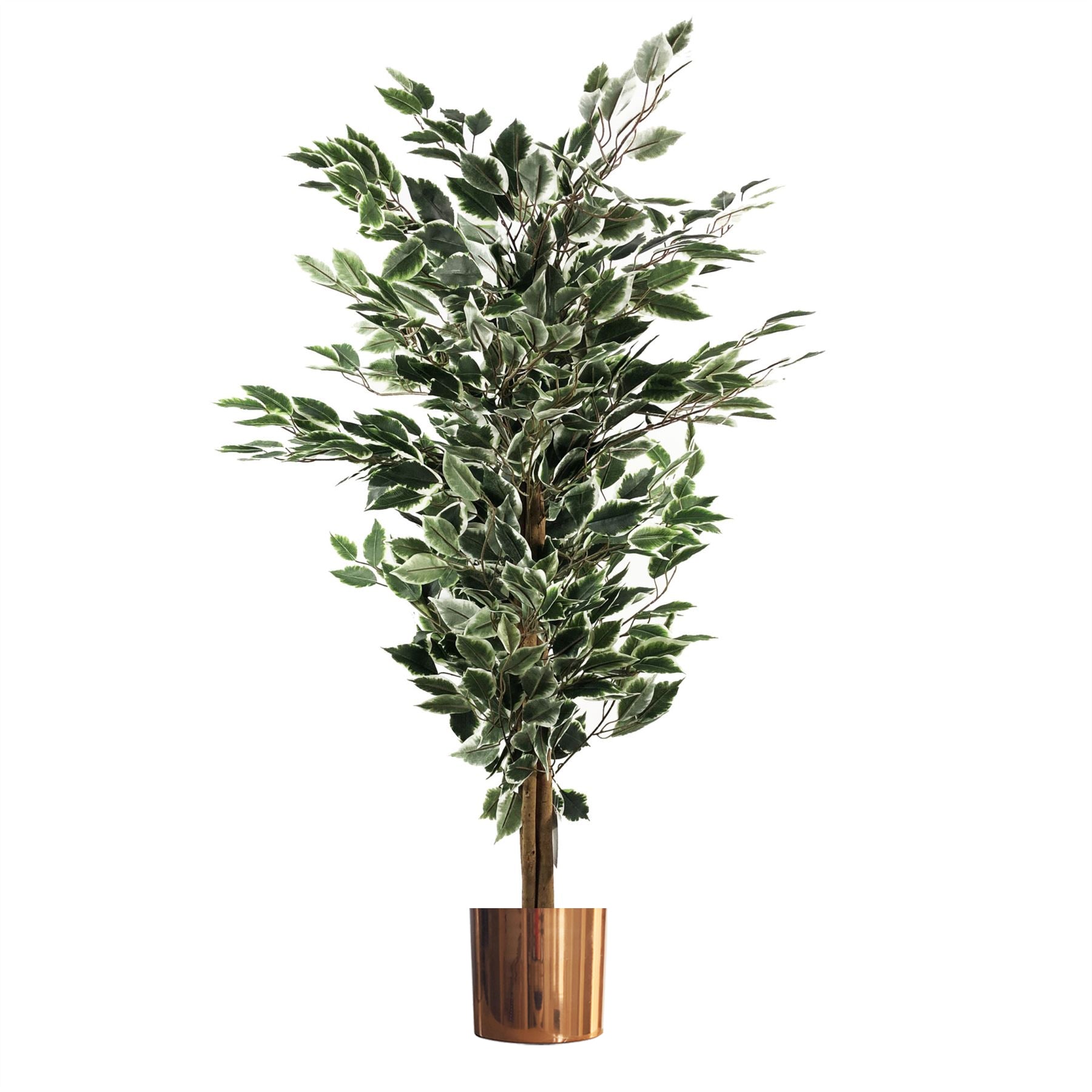 130cm Variegated White/Green Bushy Ficus Tree
