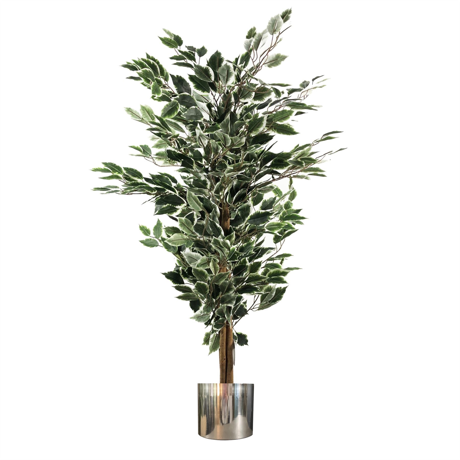 130cm Variegated White/Green Bushy Ficus Tree