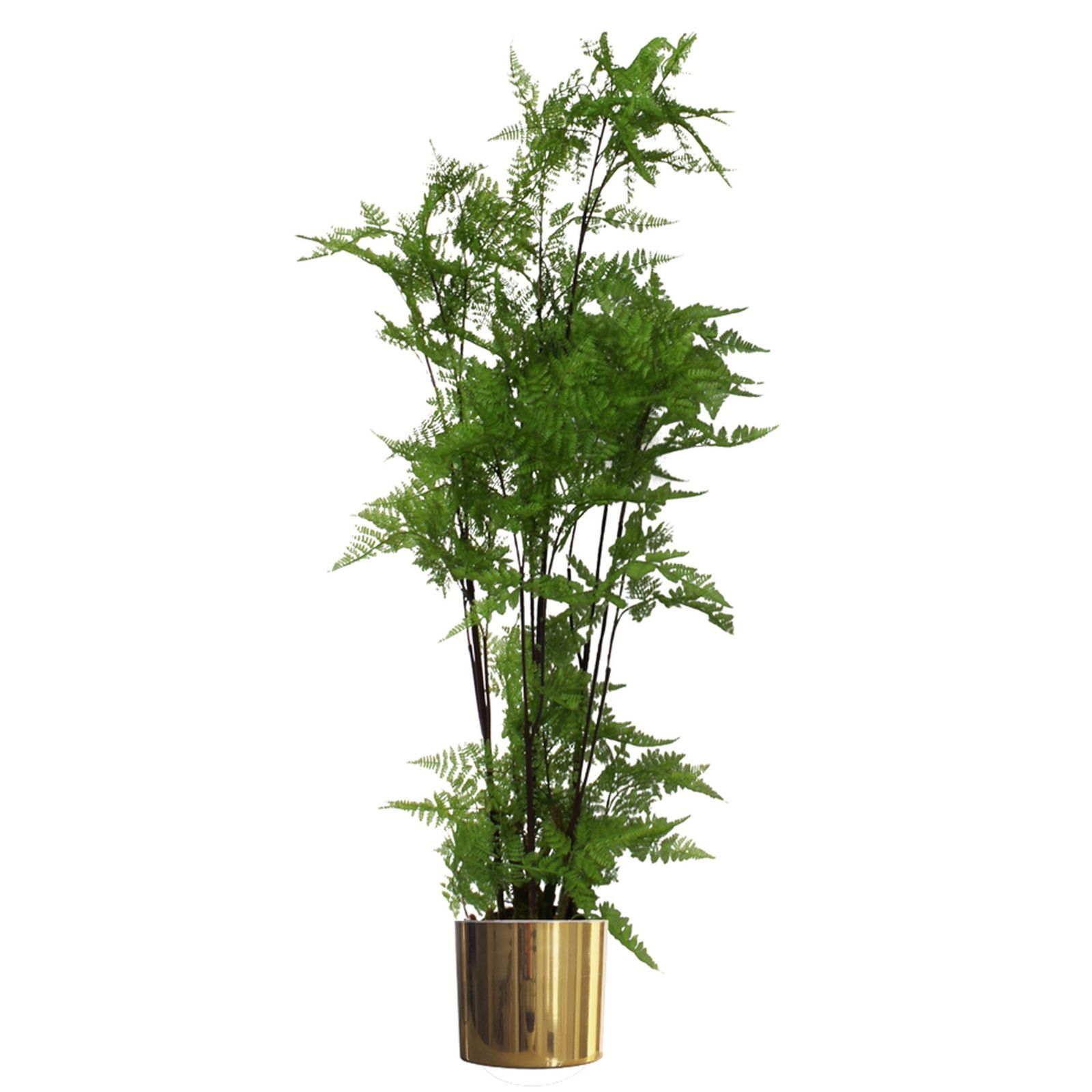 150cm Artificial Natural Moss Base Fern Foliage Plant