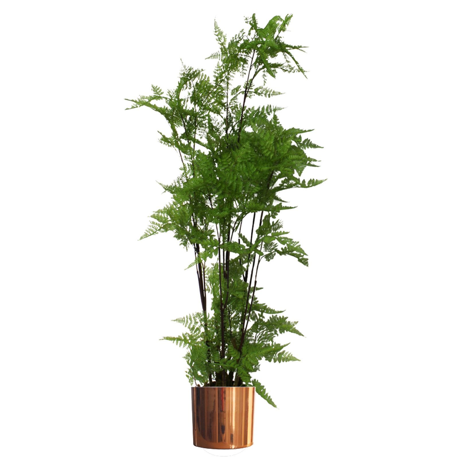 150cm Artificial Natural Moss Base Fern Foliage Plant