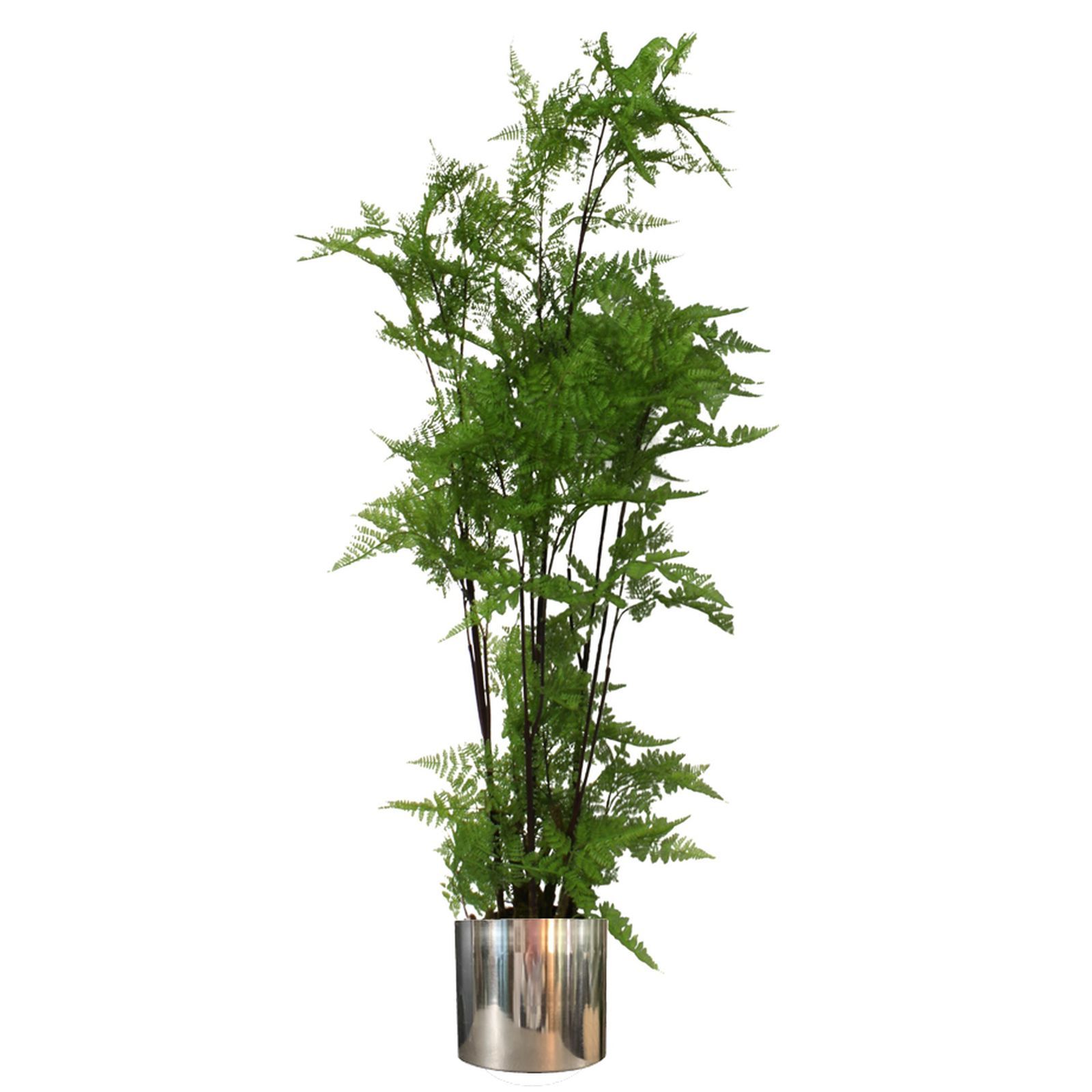 150cm Artificial Natural Moss Base Fern Foliage Plant