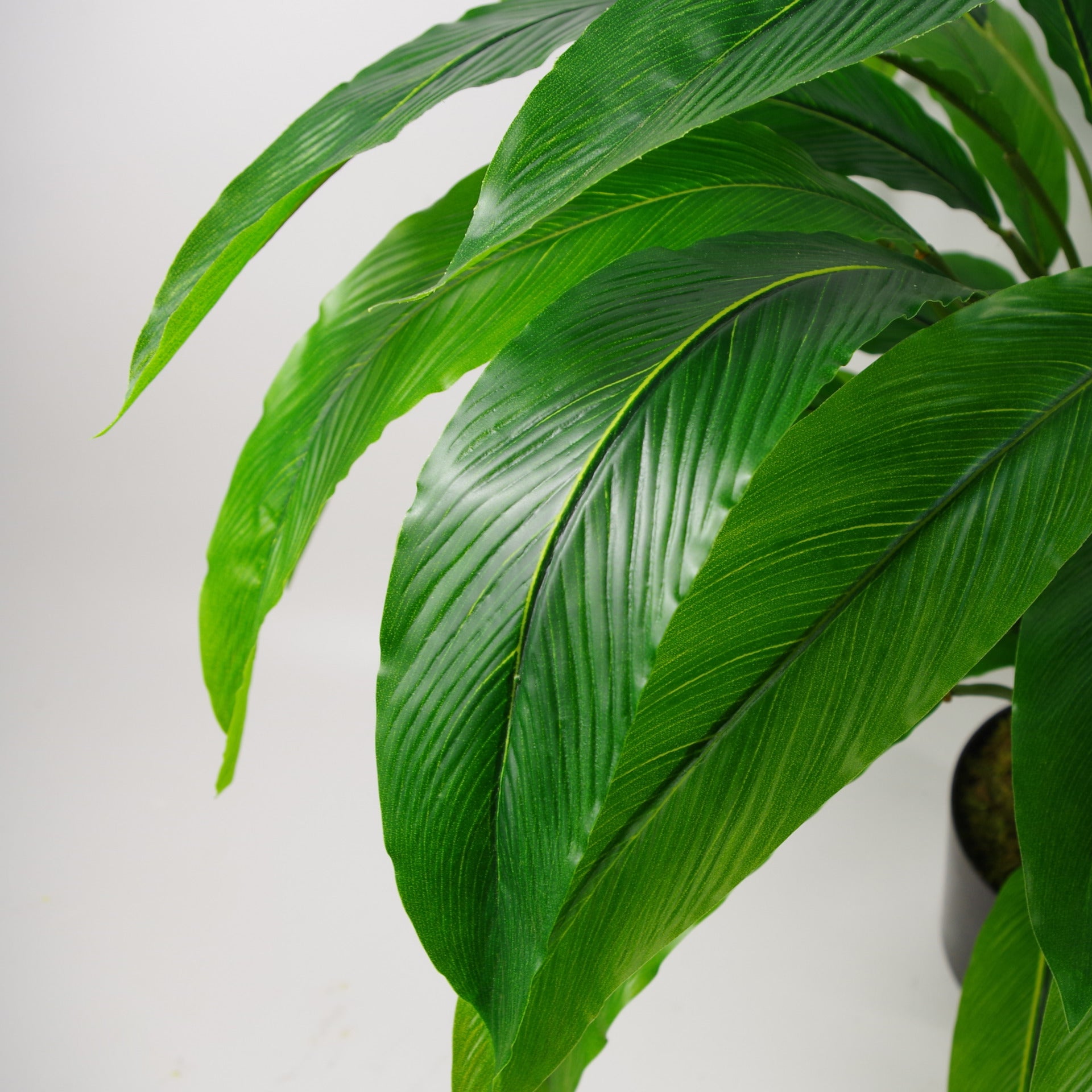 60cm Artificial Calathea Evergreen Plant