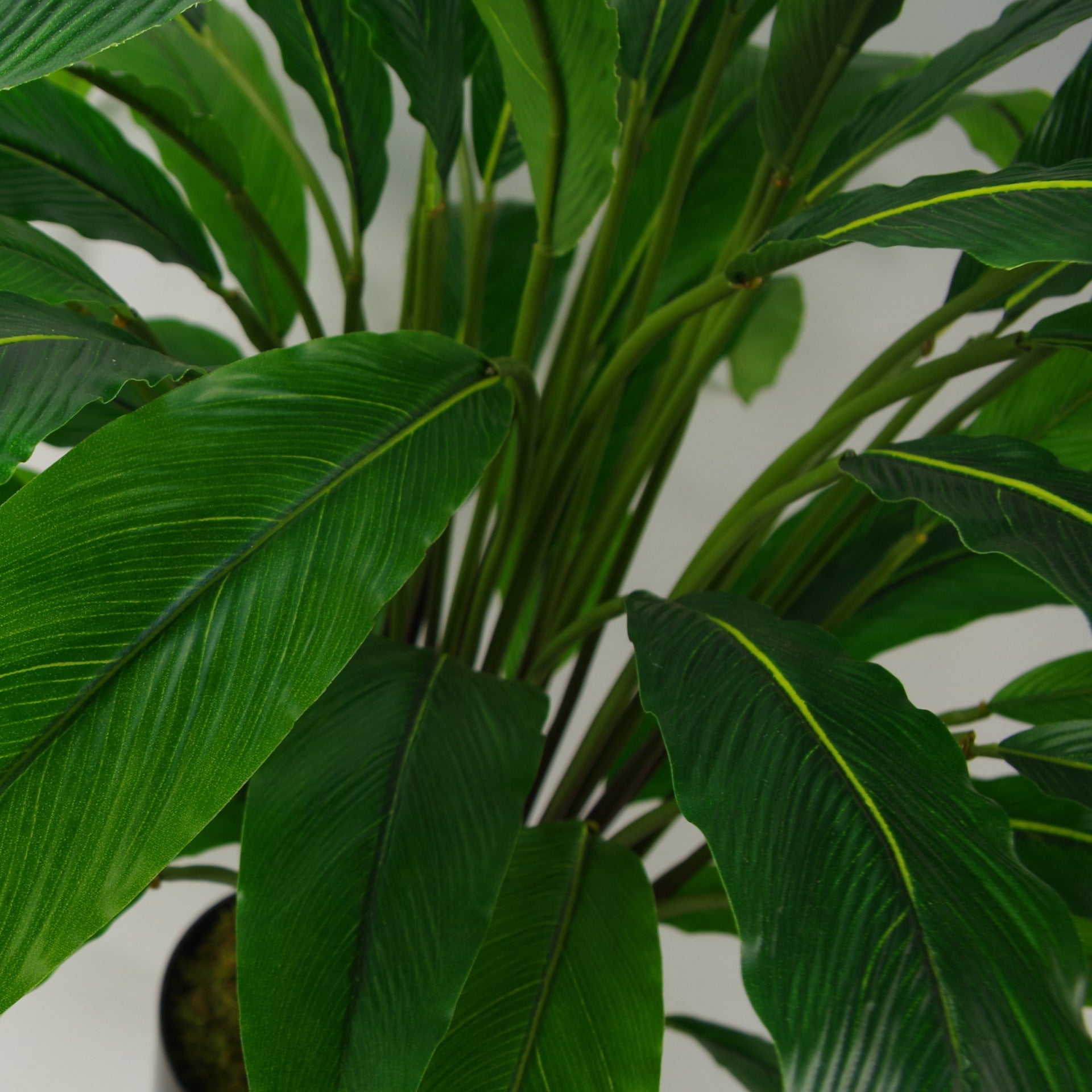 60cm Artificial Calathea Evergreen Plant