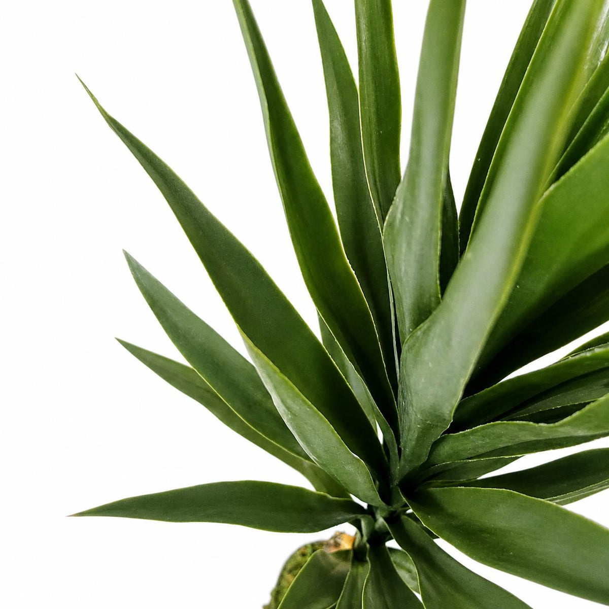 100cm Artificial Yucca Tree in Pot – image 3